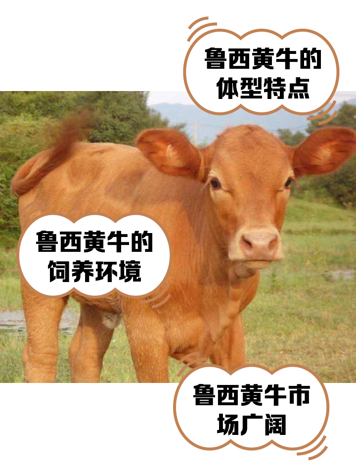 红河最新医保取现黄牛方法分析(最方便真实的红河医保取现黄牛怎么取方法)